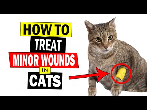 How to Treat Minor Wounds in Cats || Treat Cats Minor Wounds
