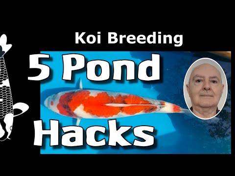 New Pond Syndrome: 5 Mind-Blowing Fixes in 2025