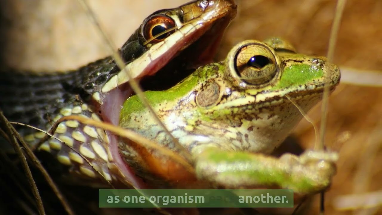 Basics of Ecology