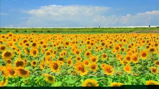 Download lagu Ｓｕｍｍｅｒ(piano)/久石譲 mp3