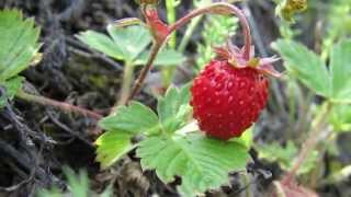 preview picture of video 'Berries in Yakutia. Ягодное богатство Якутии. Живая природа. GoldenAldan.Ru'