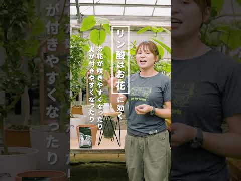 冬に肥料を与える植物はどれですか?肥料の種類と使い方は？  庭園