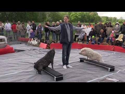 Treckertreffen Susigke - 2016 (2/2) Tierisches