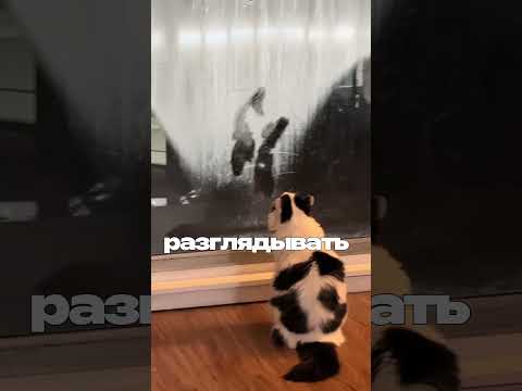 ОЧЕНЬ СТРАННЫЙ КОТ У ЭТОЙ ЖЕНЩИНЫ  #shorts