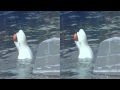 Дельфинарий в московском зоопарке в 3D sbs стереопара 