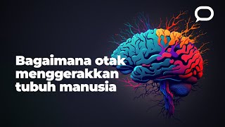 Download lagu Cara otak menggerakan tubuh manusia 🧐 mp3