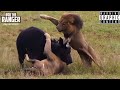 Male Lions Attack Buffalo! Unbelievable! (Epic Lion ...