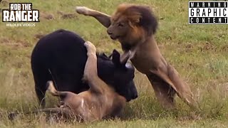 Male Lions Ambush Buffalo! Unbelievable! (Epic Lion vs Buffalo Action Highlights!)