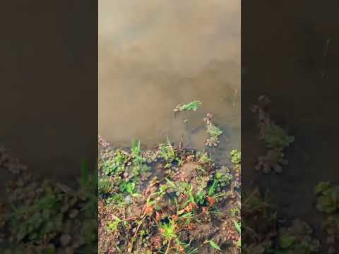 Ciclismo e Natureza🚵🌵🌳Baxio das Oiticicas🌳varjota,várzea alegre, Ceará 🚵 pedal 24/7/2026. O córrego🎥