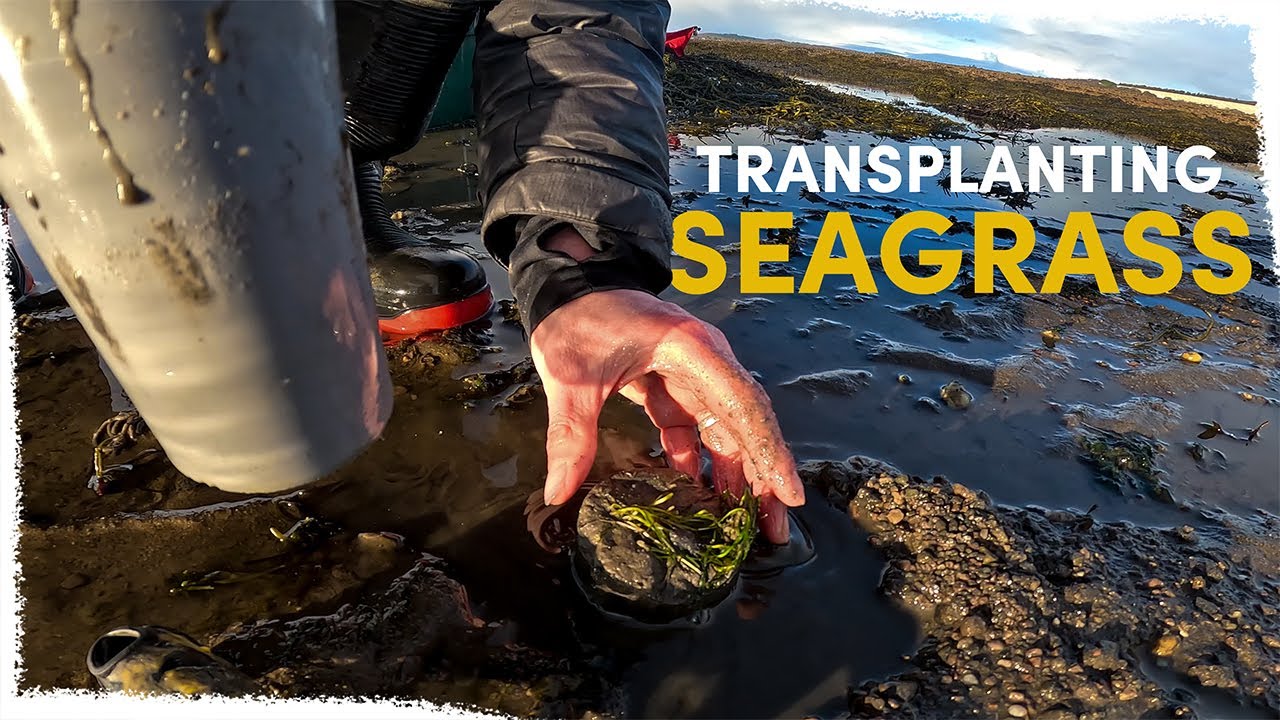 Transplanting Seagrass to our Project area | VLOG