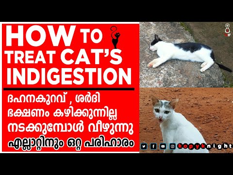 INDIGESTION IN CAT MALAYALAM  | CAT FALL ON WALK | CAT VOMITING MEDICINE | TREATMENT BY DIGYTON PLUS