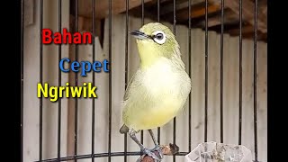 Download lagu Pleci Bali Dakun For Pleci Pans In Order To Quickly Ngriwik mp3 Download lagu Pleci Bali Dakun For Pleci Pans In Order To Quickly Ngriwik mp3