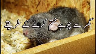 How to remove rat from home in urdu/ hindi |RAT Killer|   | RAT Remove From Home|