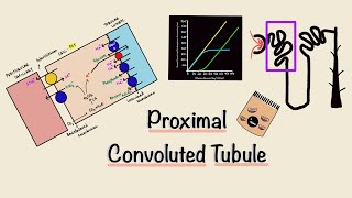 Proximal Convoluted Tubule | PCT | Nephron Transport | Transport Maximum | Renal Physiology