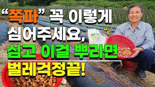 쪽파 이렇게 하면 굵고 크게 키울수 있고 벌레걱정이 없습니다. 쪽파재배 쪽파심는법 쪽파심는시기 Scallio…