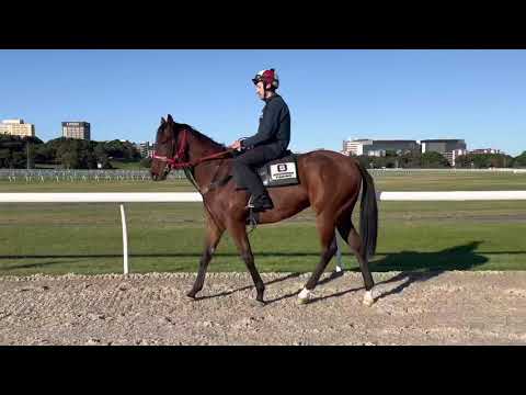 Muhaarar x Ektifaa colt