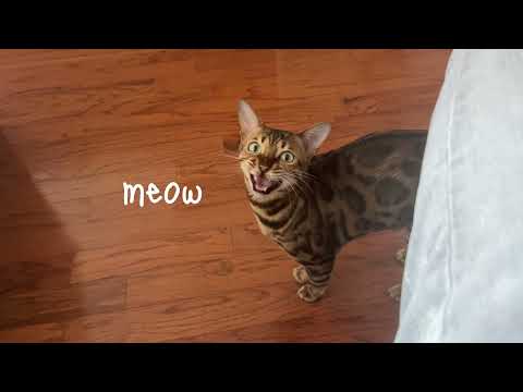 Bengal Cat Understands English and Answers Meowing!