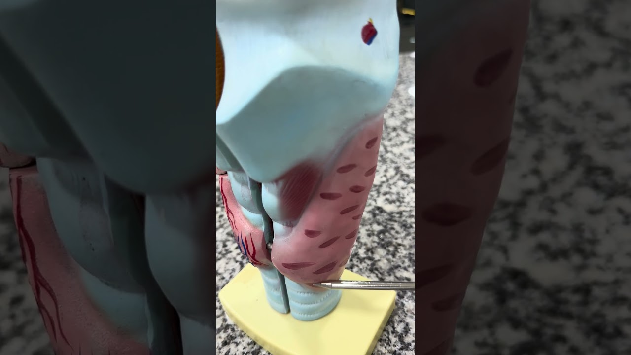 Glândula Tireóide você conhecia? #anatomia #anatomiahumana #anatomiafacil #anatomiapratica