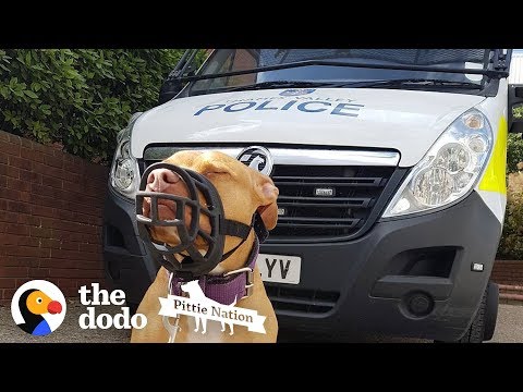 Police Take Guy's Dog Just Because She's A Pit Bull  | The Dodo Pittie Nation