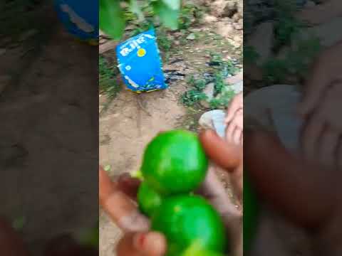 నా చెట్టు మీద చేయి పెడితే ని చేయి కే దెబ్బలు అంటున్న చెట్టు