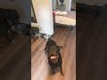 Almost got it right lmao 🤣🤣🤣🤣🤣 #puppy #doggo #funny #dogtok #dogs #puppyvideos