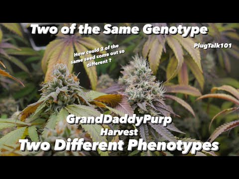 Grand Daddy Purp ( GDP ) Harvest  - (S7 Ep31) SP3000 2x4 Organic Grow 2 Plants in One Earthbox