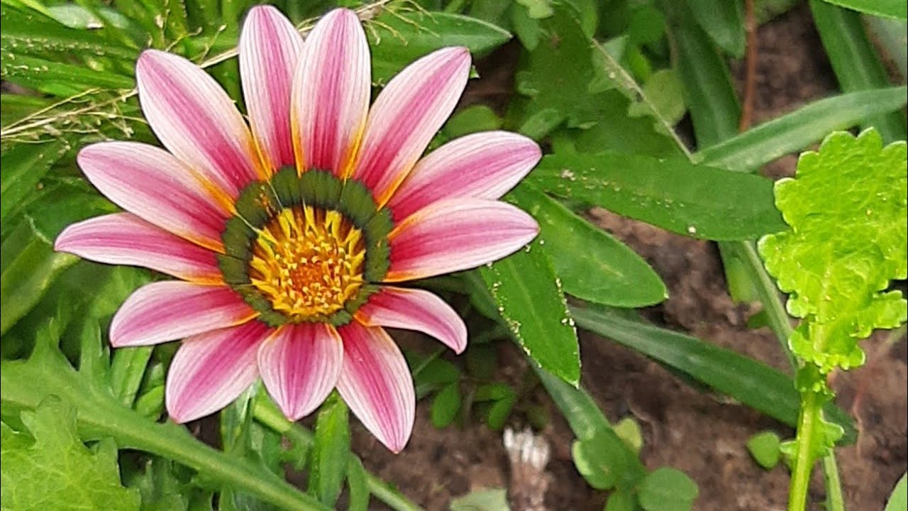 Como fazer mudas de Gazânia. plantas de sol pleno para jardim
