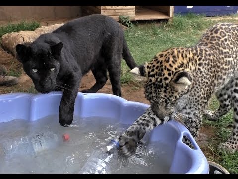 The Big Cat Whisperer Video Collection