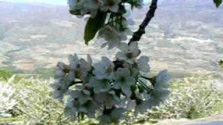 preview picture of video 'En Vespa al Cerezo en Flor'