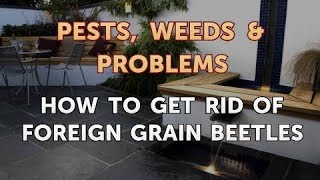 How to Get Rid of Foreign Grain Beetles