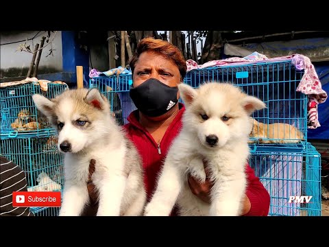 RECENT DOG PUPPY PRICE AT GALIFF STREET PET MARKET | SIBERIAN HUSKY PUPPY'S PRICE | Pradipta Mitra