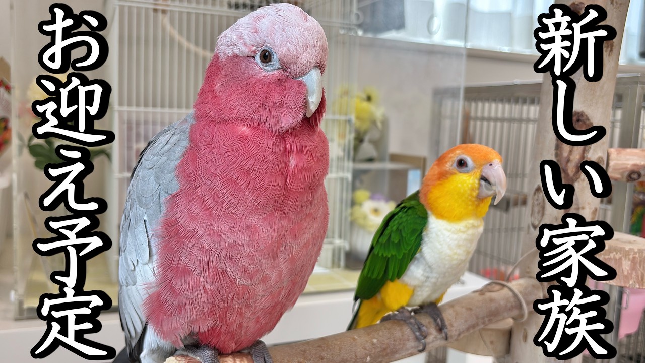 「新たにインコをお迎えする予定ありますか？」という質問について正直に話します。【インコ】
