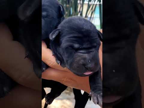 Bầy Đen Full - Hàng Cọp - Chuyên giữ nhà - 0363684644 Trung Lùn