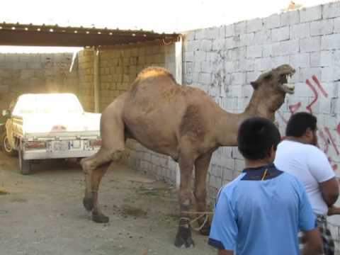 جمل االبرماويه عيد الاضحى 1434/12/10 camel Albermawiyeh Eid al-Adha