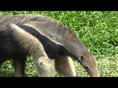 Oso hormiguero, un habitante frecuente de los Llanos Orientales