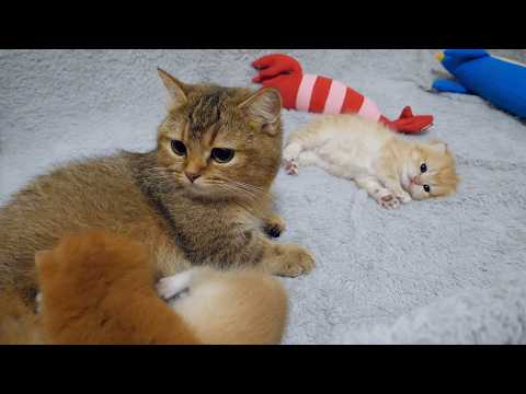 Charo, a mother cat, is attacked in her sleep by her kitten!