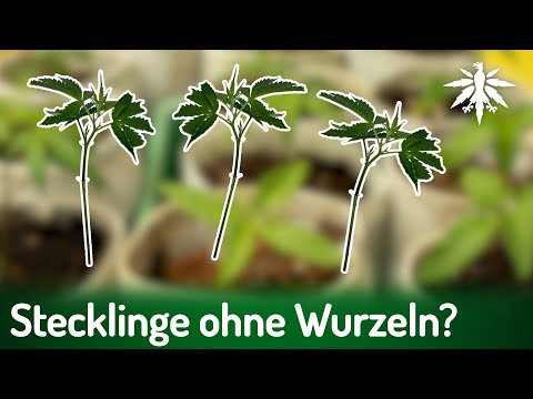 Video Thumbnail: RLP: Stecklinge nur ohne Wurzeln | DHV-News # 492