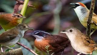 Download lagu Suara pikat burung pelanduk semak‼️suara pikat burung pelanduk topi hitam‼️suara pikat burung kaso mp3 Download lagu Suara pikat burung pelanduk semak‼️suara pikat burung pelanduk topi hitam‼️suara pikat burung kaso mp3