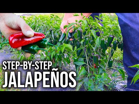 How to Grow Loads of Jalapeños at Home Easily [Seed to Harvest]