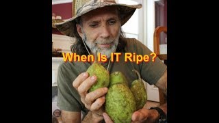 How To Know When PEARS are Ripe
