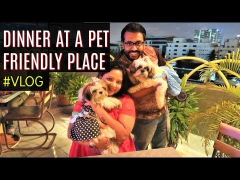 Restaurant Dinner With Puppies | Pet Friendly Restaurant | Dinner At Pet Friendly Restaurant