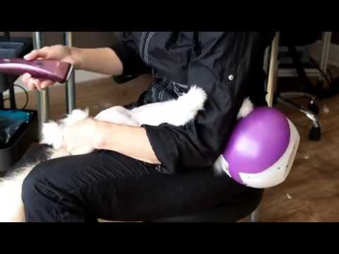 Tips for Shaving Rear Legs on a Twisty Cat