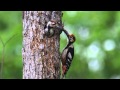 オオアカゲラ White-backed Woodpecker Dendrocopos ...
