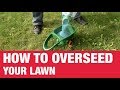 How To Overseed Your Lawn - Ace Hardware How To Overseed Your Lawn - Ace Hardware
