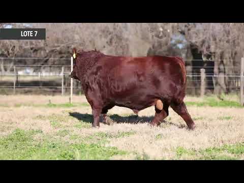 Próximo Remate de Cabaña La Rubeta - Lote 7 - Rubeta 8319 - Sábado 14 de Agosto - 13 00hs.