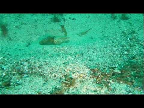 2011-10-07 the last Avik dives