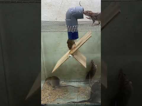 The best mouse trap / DIY mousetrap #mousetrap #mouse #rattrap #rat #shorts #short