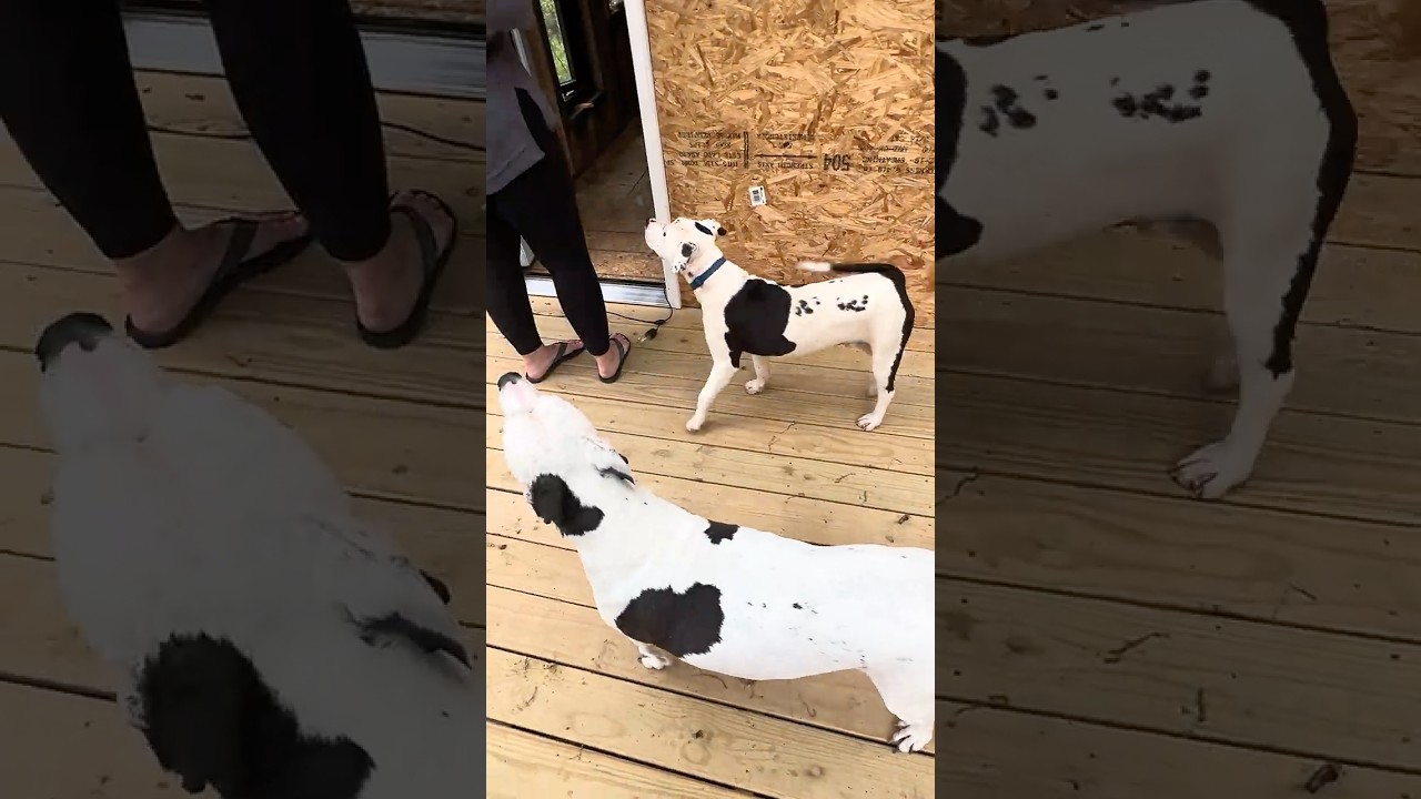 Enlarge Scout, a ADOPTABLE Pit Bull Terrier in Kansas City, MO video 6/6