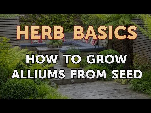 Hawthorn Berry Dangers