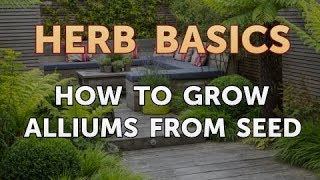 How to Grow Alliums From Seed